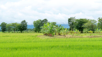 Green rice field in rural Thailand.