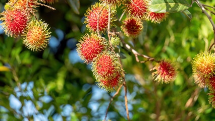 Red rambutan fruit hanging on a rambutan tree.