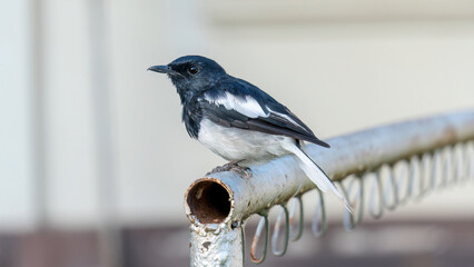 An oriental magpie robin bird in a garden.