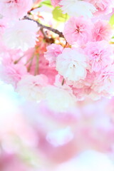 満開の八重桜（花笠）のクローズアップ