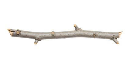 Isolated pale twig shows severed ends and small buds on the smooth bark, over black backdrop.