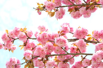 満開の八重桜（関山）　空背景