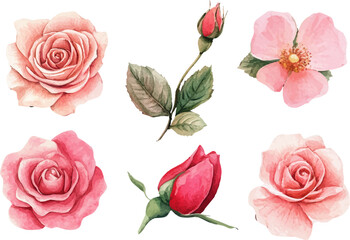 Naklejka premium set of pink roses