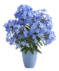 Vibrant Blue Plumbago Flowers in a Light Blue Pot A Stunning Floral Arrangement