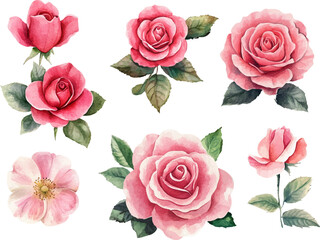 set of roses vector illustration