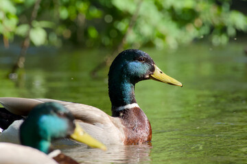 Fototapeta premium duck mallard is floating on water