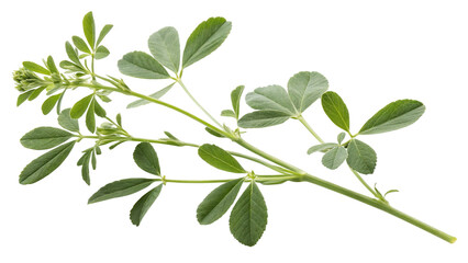 Herbal medicine plant Medicago sativa or Alfalfa isolated on transparent background