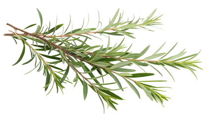 Herbal medicine plant Melaleuca alternifolia or Tea tree oil on transparent background