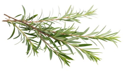 Herbal medicine plant Melaleuca alternifolia or Tea tree oil on transparent background