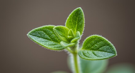 Oregano Sprout: A Close-Up of Nature's Culinary Delight