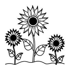 Black and white sunflowers in a garden