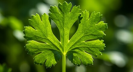 Vibrant Green Cilantro Leaf Close-Up Photography