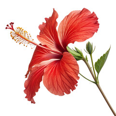 red hibiscus flower on white background © Pink