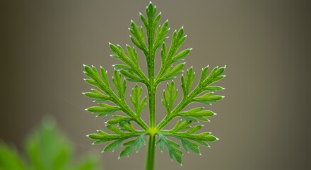 Intricate Green Leaf Close-Up Photography: A Detailed Look at Nature's Design