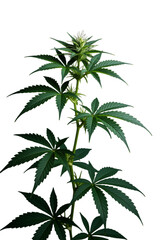 Green Cannabis Leaf, Isolated Transparent Background, Minimalist Design Element