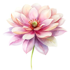 Fototapeta premium Delicate watercolor painting of a blooming pink magnolia flower on a white background