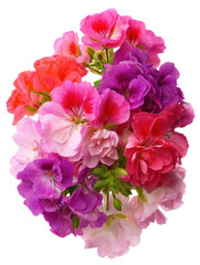Fototapeta premium Vibrant Bouquet of Colorful Geranium Flowers