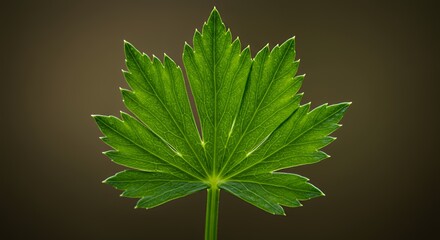 Intricate Green Leaf Close-up Photography