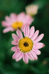 pink daisy flower wallpaper