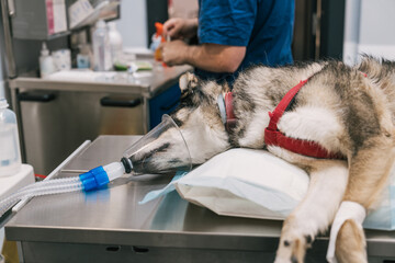 Veterinarian preparing a husky dog for surgery, placing an anesthesia mask on the animal lying on a metal table