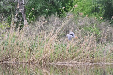 Black-headed night heron in flight in the forest above the water