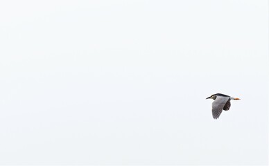 Black-headed night heron in flight in the forest above the water