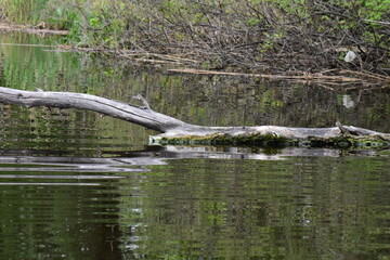 dry tree in the lake