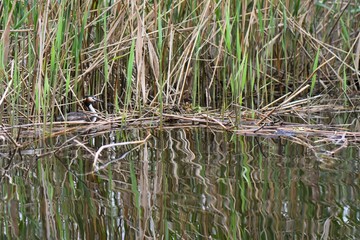 waterfowl diving great grebe in young grass reeds on the bank of the Dnieper River