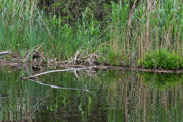 dry tree in the lake
