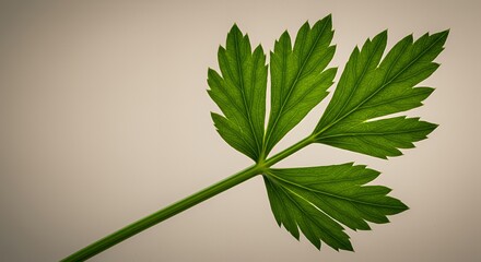 Celery Leaf Close-up: A Study in Green
