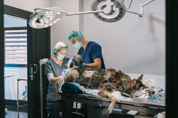 Two veterinarians performing a surgical operation on an anesthetized dog lying on a stainless steel table in a veterinary hospital