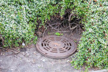 Urban Drainage Cover Surrounded by Spring Ground Cover Plants in City Park Setting