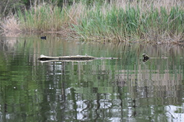 dry tree in the lake