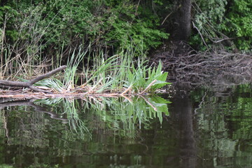 dry tree in the lake