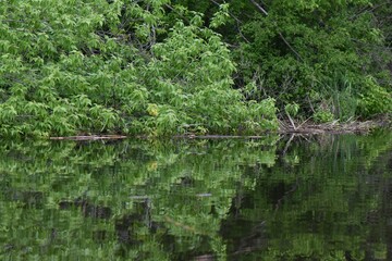 lush tree crowns in the water in April month