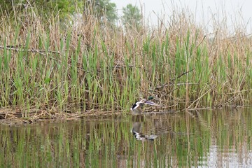 young reed grass on the lake in April month 