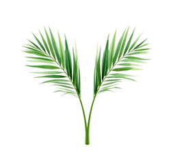Obraz premium Green Palm Leaves, Isolated Transparent Background, Tropical Design Element
