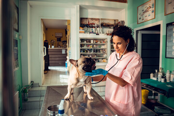 Female veterinarian examining French Bulldog on vet clinic table with stethoscope