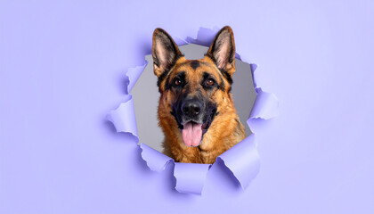 Obraz premium Funny smiling German Shepherd comes out of a paper purple background tearing it. Cute dog.