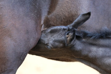 beautiful little head of a black foal suckling mare's milk