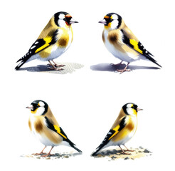 Goldfinches in various poses vibrant illustrations