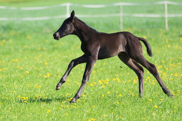 a beautiful little black foal galloping against the background of a spring green meadow