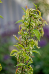 Sick leaves on the peach tree. Taphrina deformans.