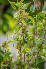 Sick leaves on the peach tree. Taphrina deformans.