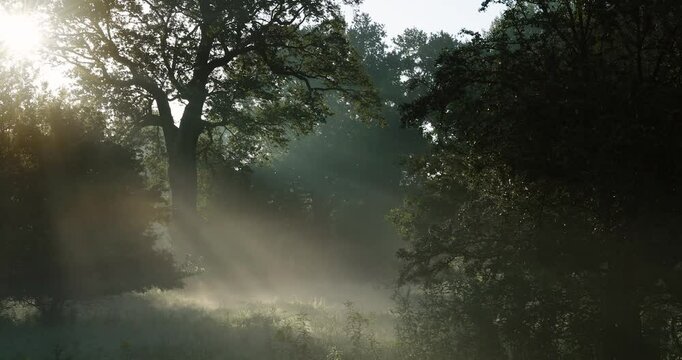 Summer landscape with uncultivated field and beautiful sunset above it.
