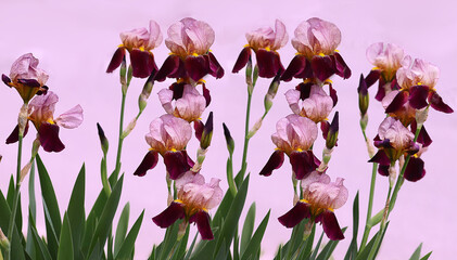 Purple delicate iris flowers on pale pink background.