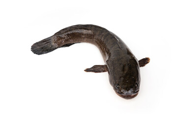 Freshwater fish Aquatic Animal. Big striped snakehead fish - Channa striata is alive isolated on white background.