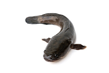 Obraz premium Freshwater fish Aquatic Animal. Big striped snakehead fish - Channa striata is alive isolated on white background.