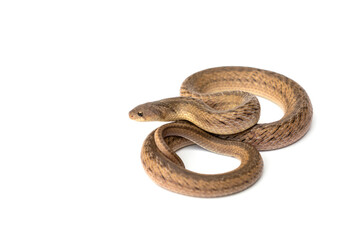 Obraz premium Banded Kukri Snake - Oligodon fasciolatus. It is a non-venomous and harmless snake but has very sharp teeth isolated in white background.
