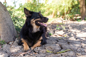 Black and brown mongrel dog lying down and panting under a tree by pond rice field in hot weather on parched ground in rural atmosphere of Thailand.